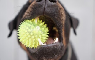 dog toys for training