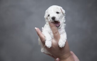 puppy training Bradenton