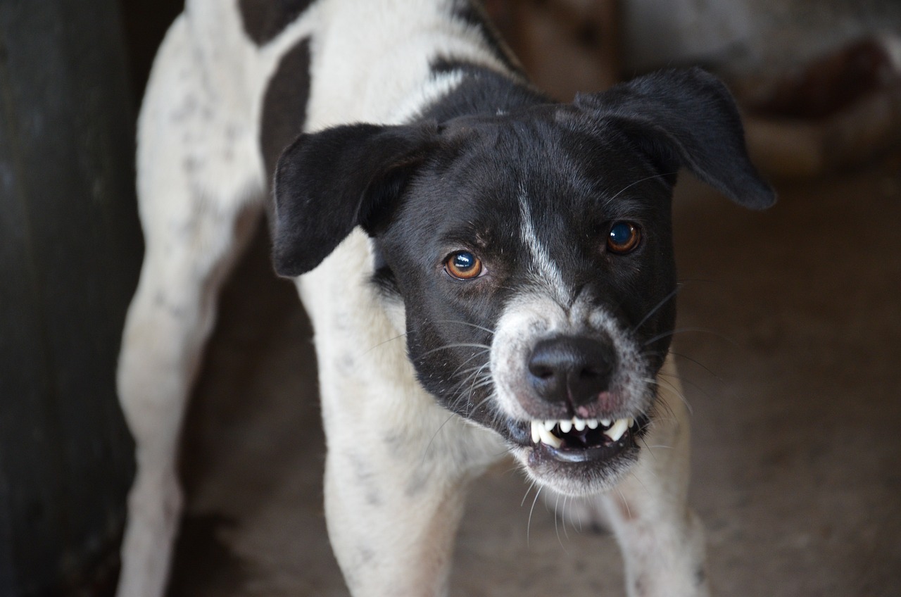 dog training classes near me