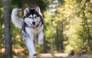 off-leash dog training near me