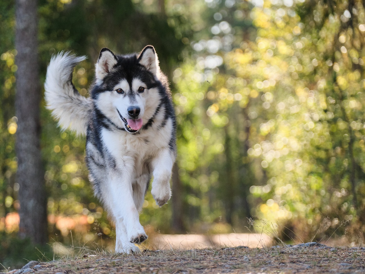 off-leash dog training near me