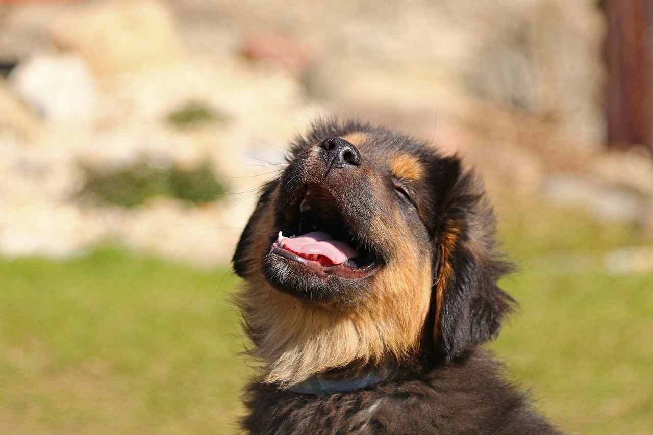 training puppies Sarasota