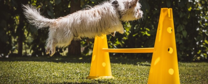 agility training for dogs