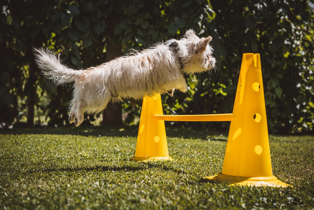 agility training for dogs