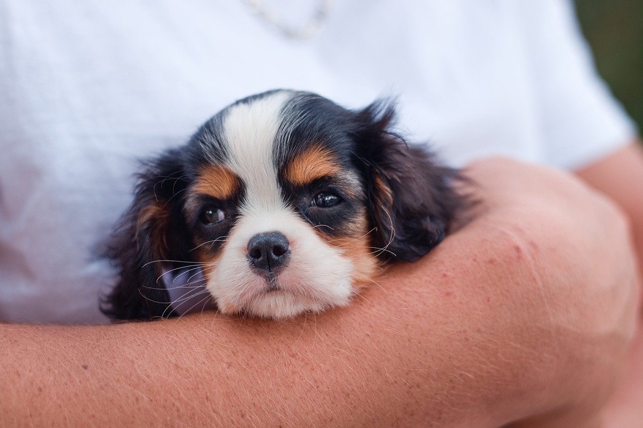 puppy training