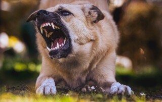 dog training for aggression