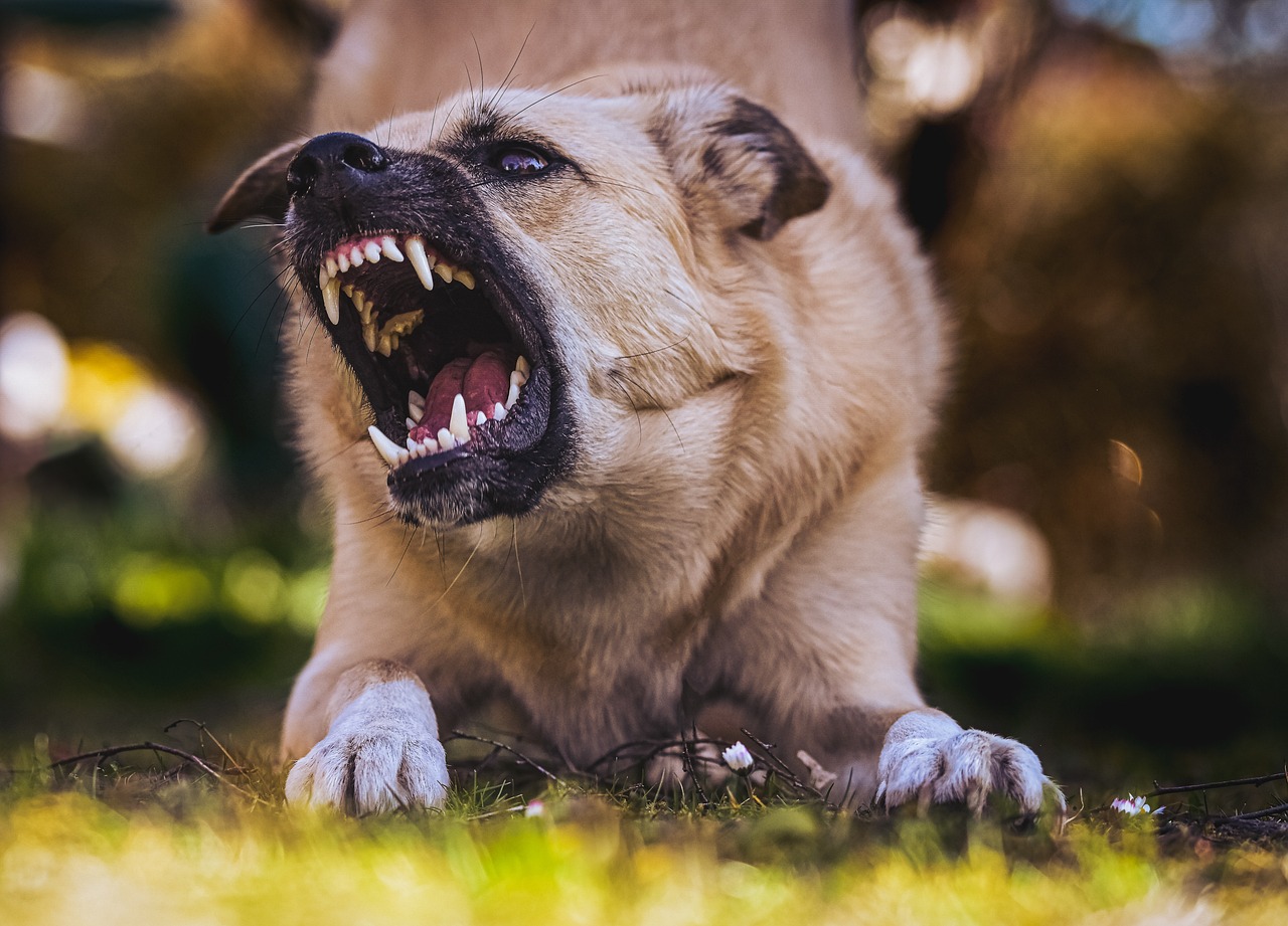 dog training for aggression