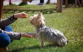 dog behavioral training near me