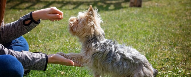 dog behavioral training near me