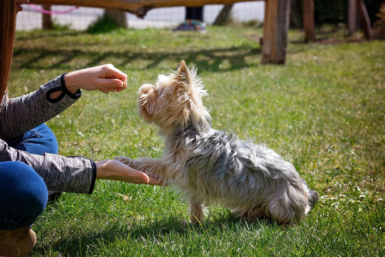 dog behavioral training near me