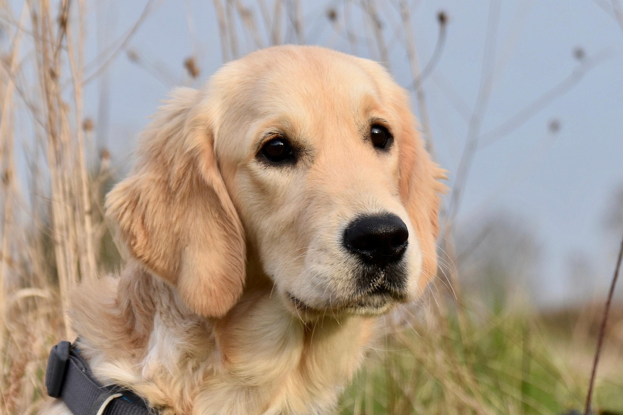 dog training school